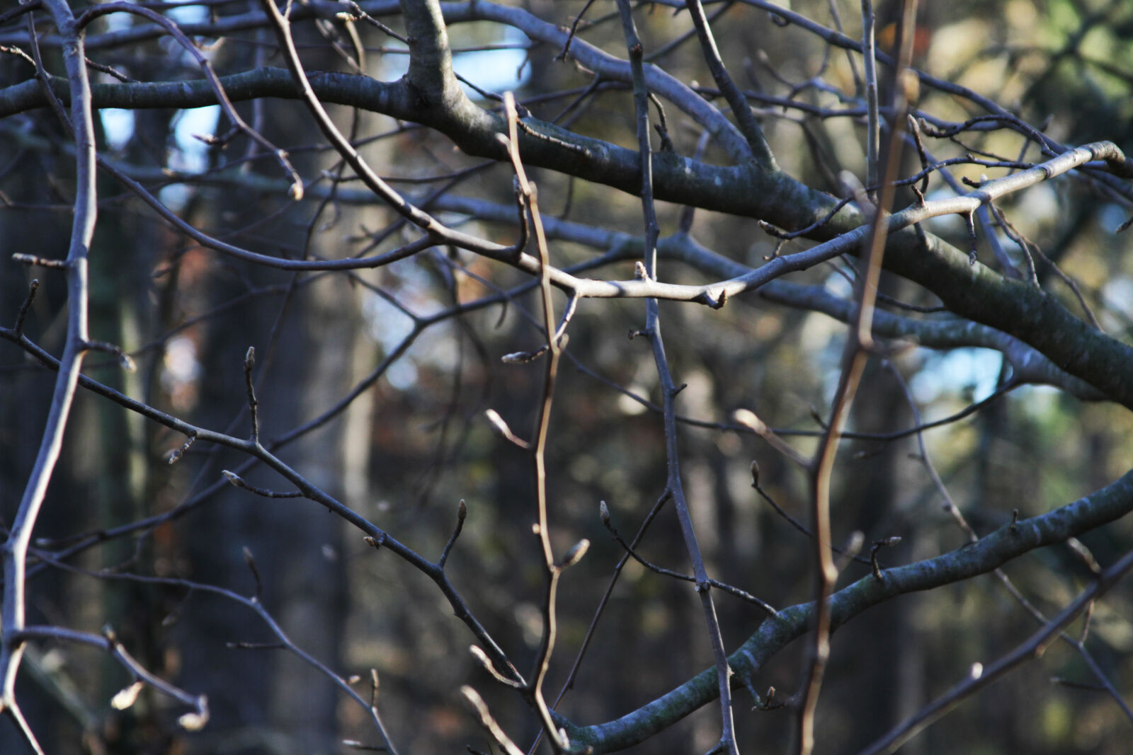 Canon EOS 7D + Canon EF 28-135mm F3.5-5.6 IS USM sample photo. Tree, branches, trees photography