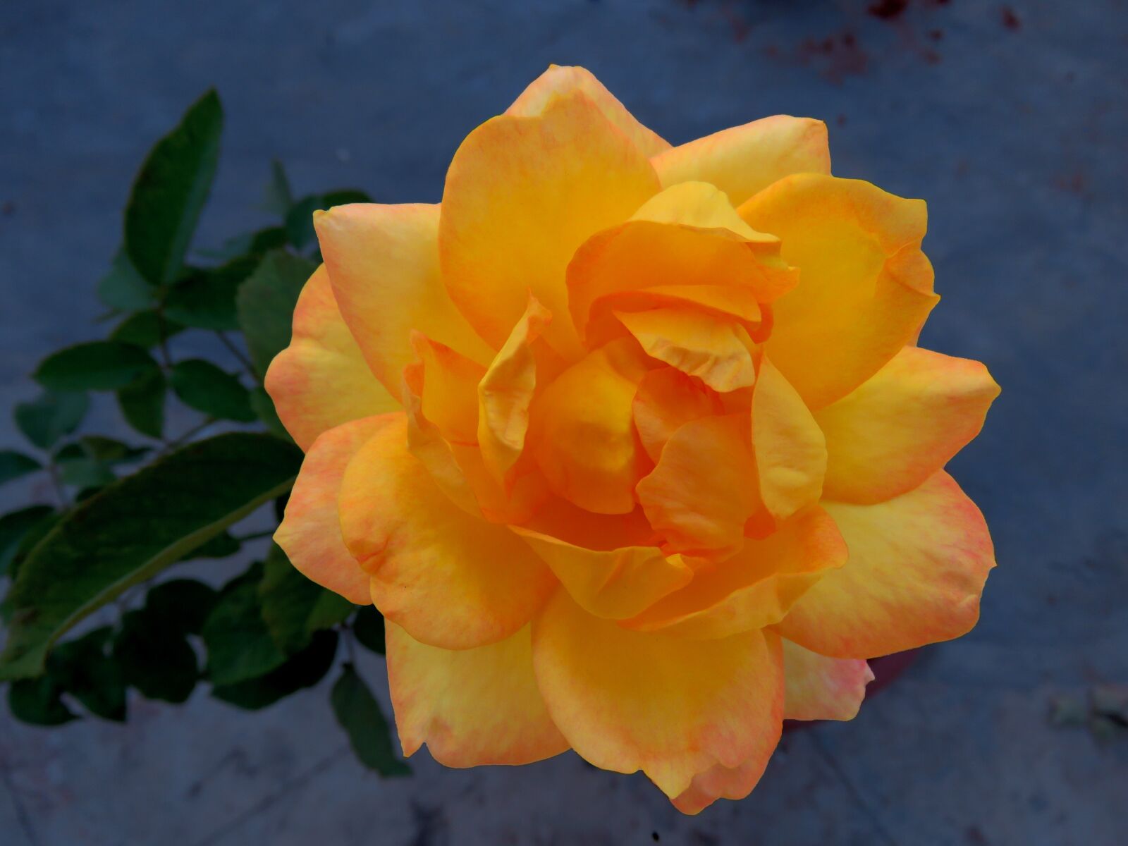 Canon PowerShot SX60 HS sample photo. Flower, multi color flower photography