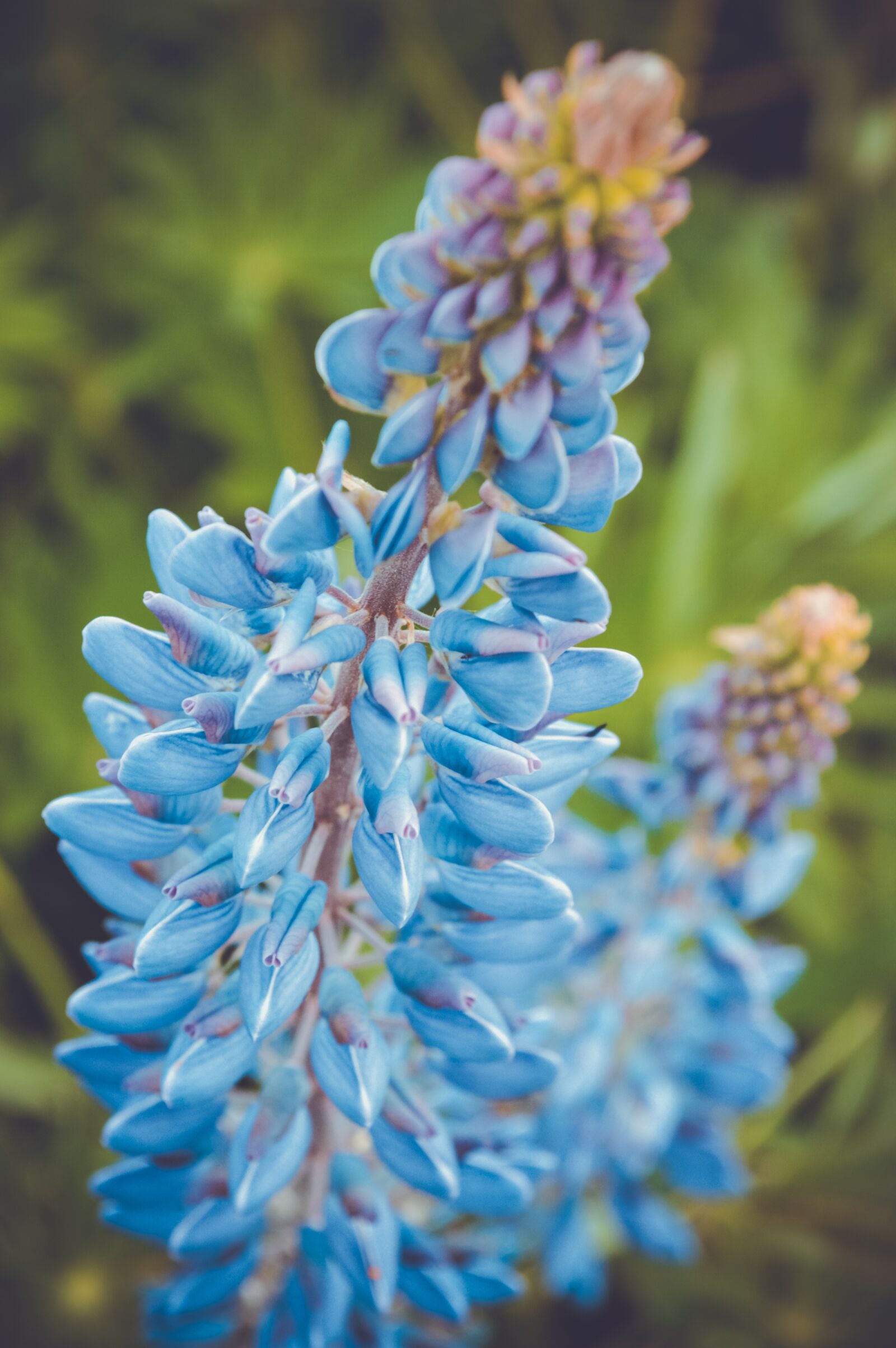 Nikon D3200 sample photo. Lupins, flowers, russia photography