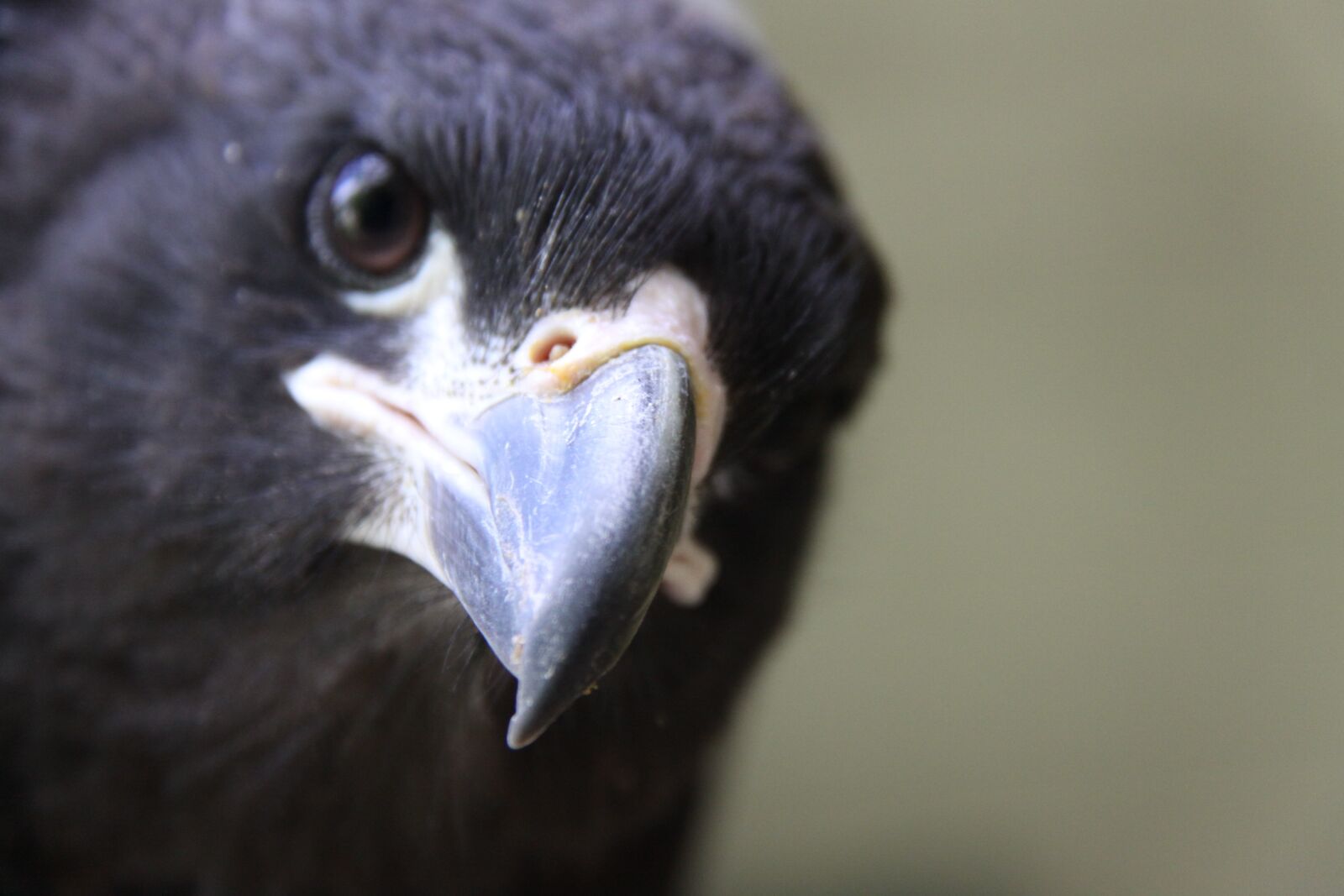 Canon EOS 50D sample photo. Caracara, falkland caracara, bird photography