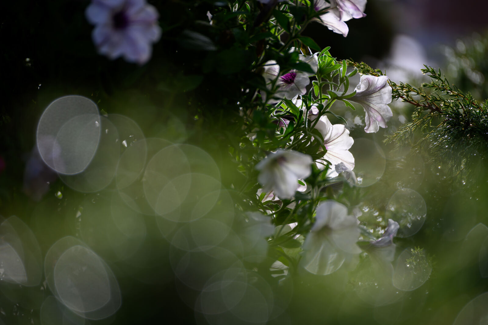 Nikon Z9 sample photo. The flower bokeh photography