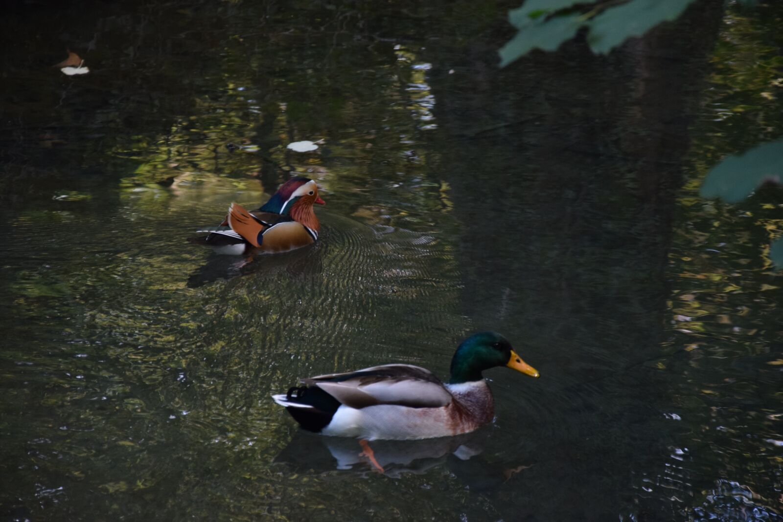 Nikon D3300 sample photo. Duck, mandarin, park photography