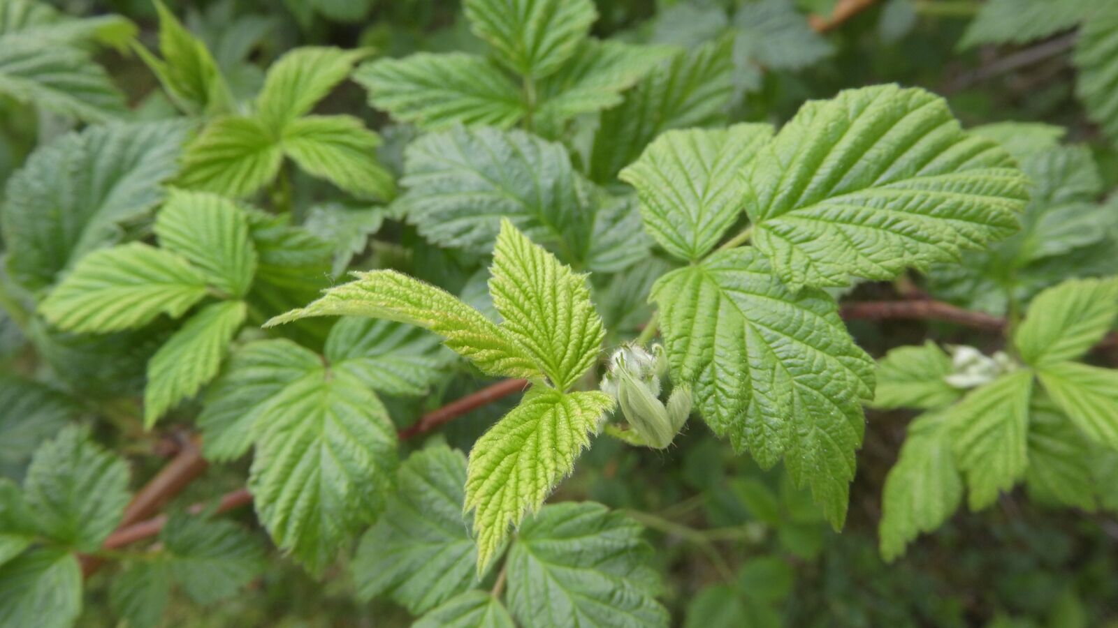 Nikon Coolpix P610 sample photo. Raspberry, foliage, bush photography