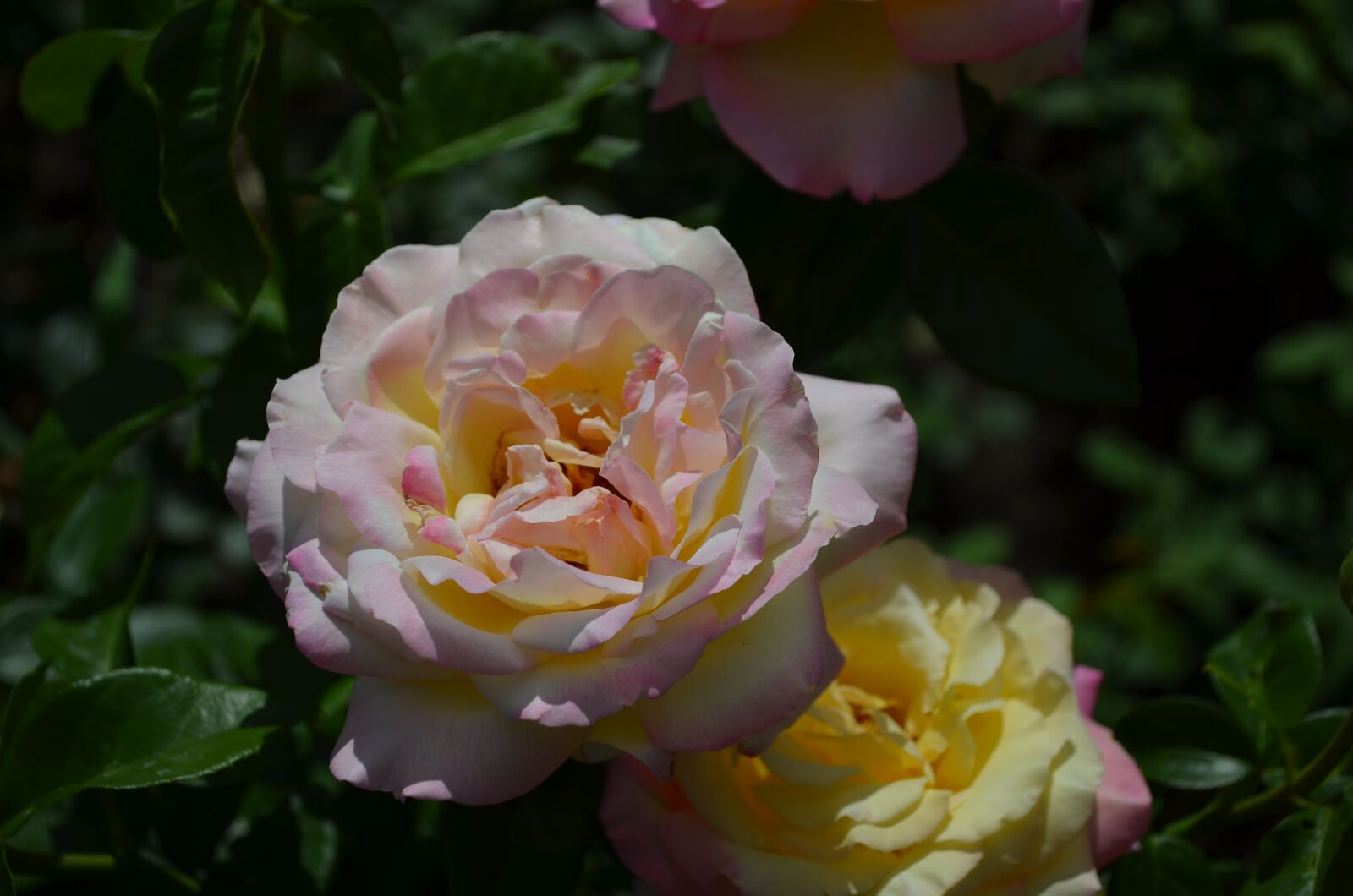 Nikon D5100 sample photo. Flowers, rose, petals photography