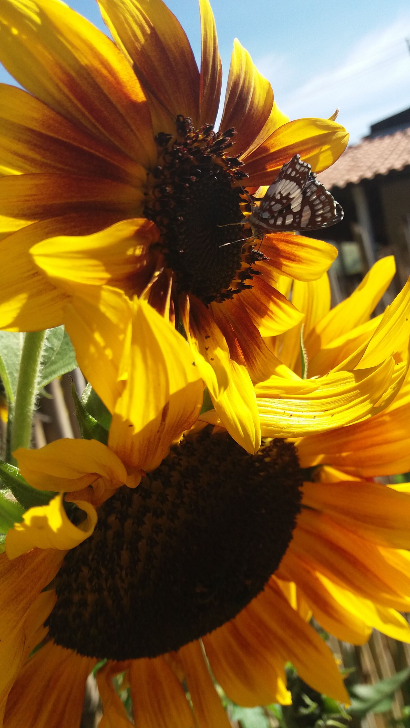 Samsung Galaxy J5 sample photo. Flor, girassol, jardim photography