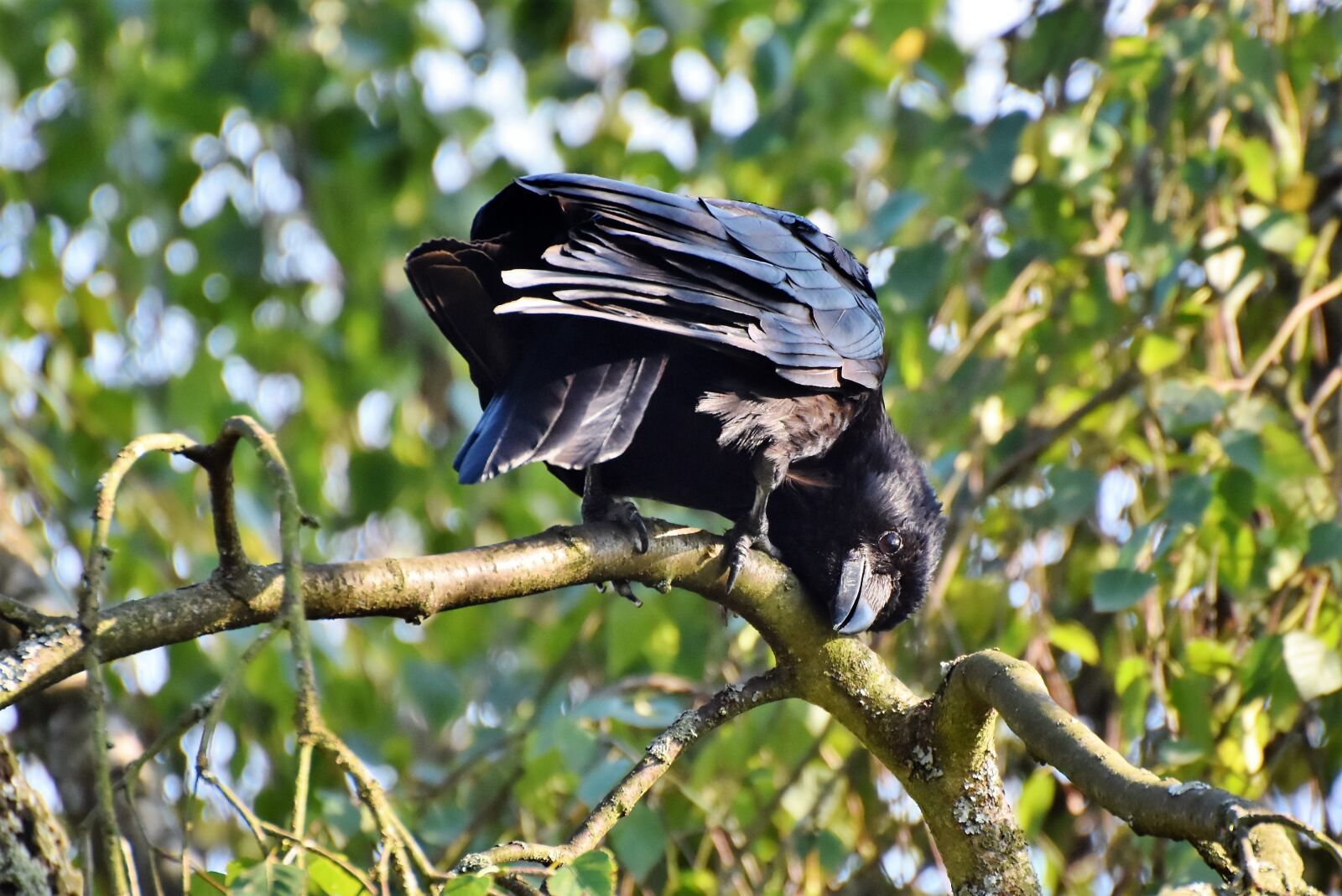Nikon D7200 sample photo. Raven, crow, raven bird photography