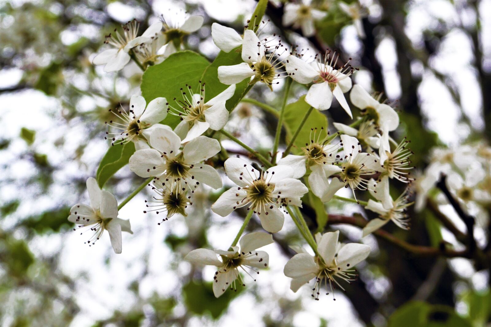 Nikon D3100 sample photo. Flowers, pods, life photography
