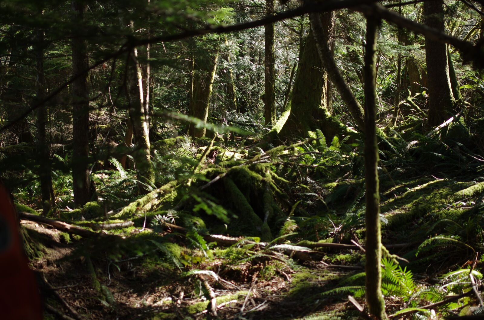 Pentax K-5 IIs sample photo. Rainforest, green, forest photography