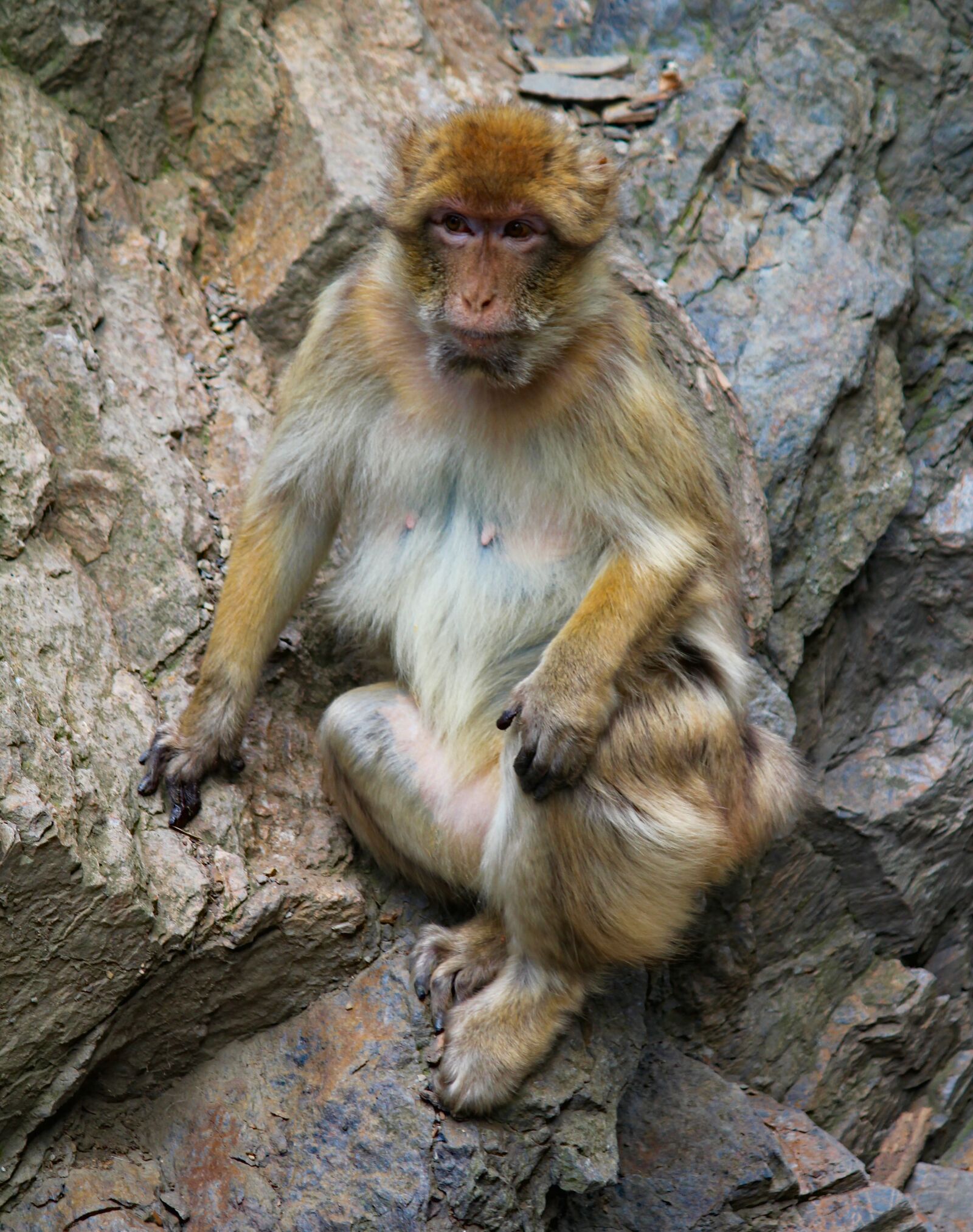 Canon EOS 550D (EOS Rebel T2i / EOS Kiss X4) sample photo. Monkey, macaque, barbary photography