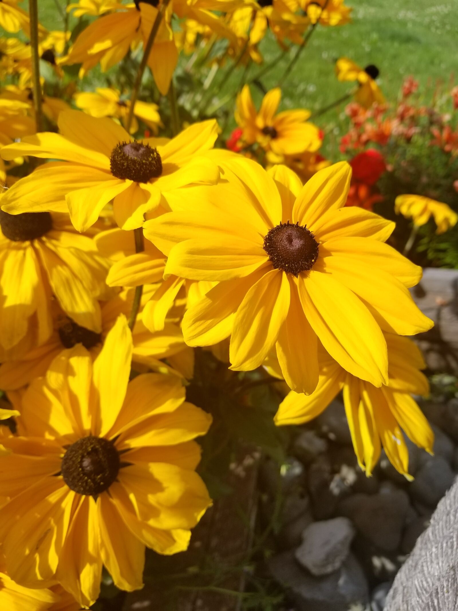 Samsung Galaxy S8+ sample photo. Summer, bloom, yellow flowers photography