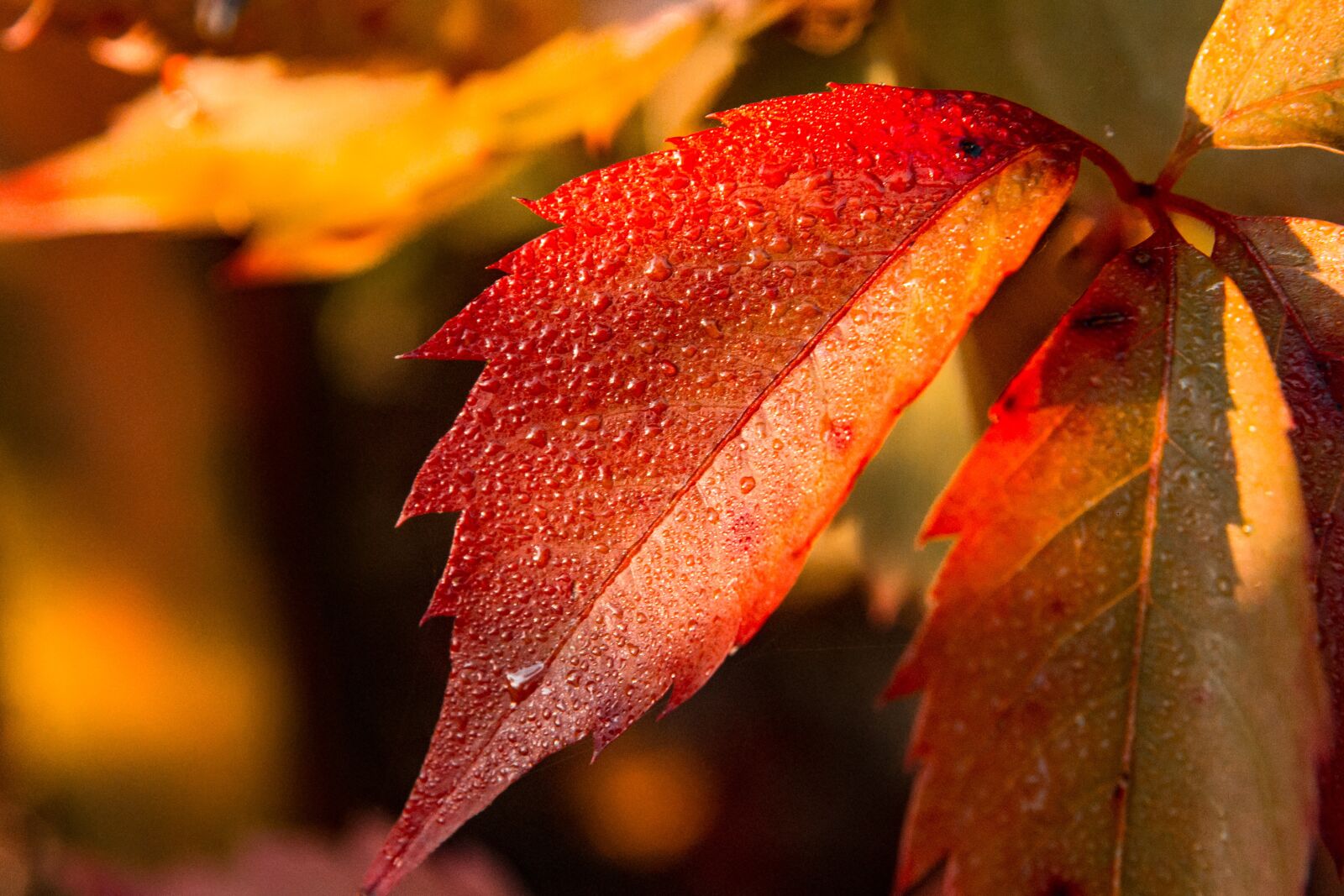 Canon EOS 700D (EOS Rebel T5i / EOS Kiss X7i) sample photo. Autumn, foliage, leaves photography