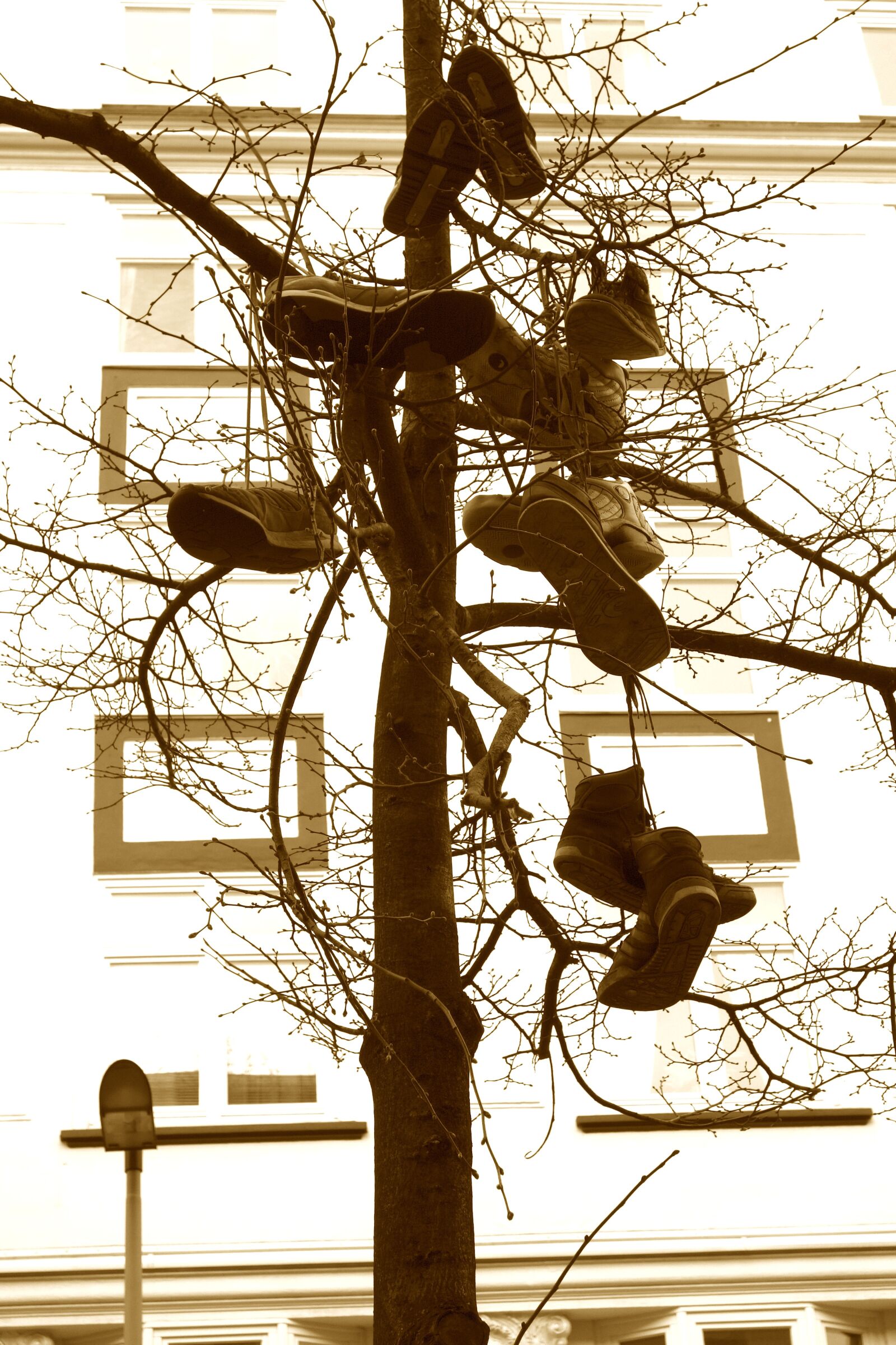 Sony Cyber-shot DSC-RX100 sample photo. Shoe tree, street art photography