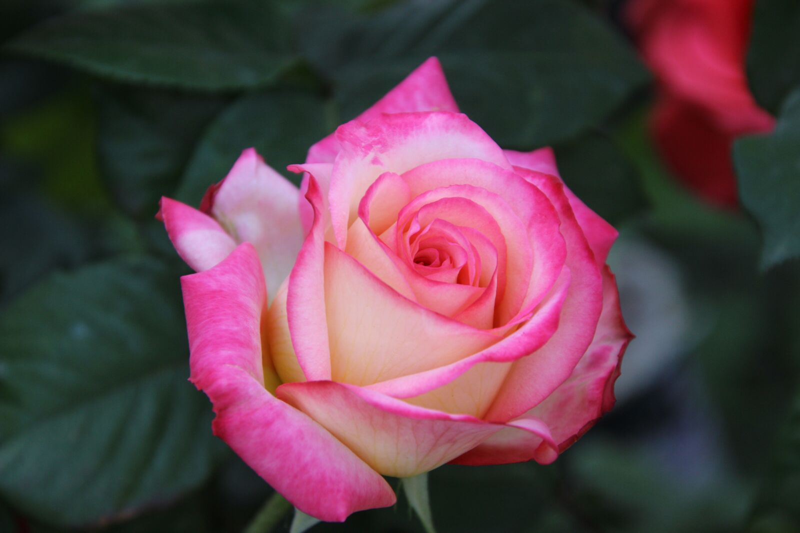 Canon EOS 600D (Rebel EOS T3i / EOS Kiss X5) sample photo. Rose, pink rose, flower photography