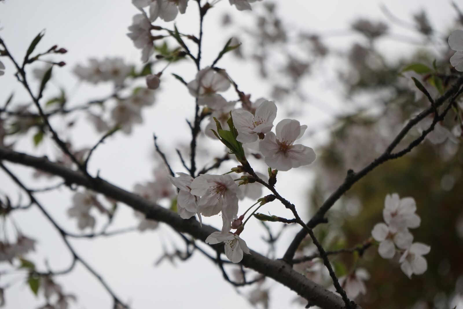 Sony a7 II + Sony FE 28-70mm F3.5-5.6 OSS sample photo. The scenery, plum blossom photography