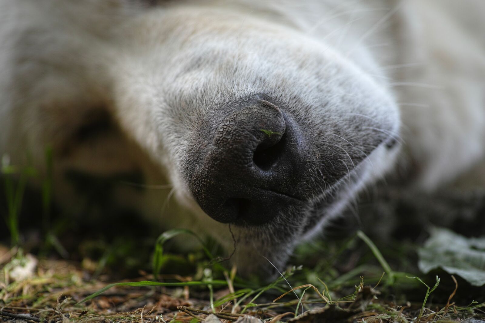 Sigma DP3 Merrill sample photo. Dog, sleep, nose photography