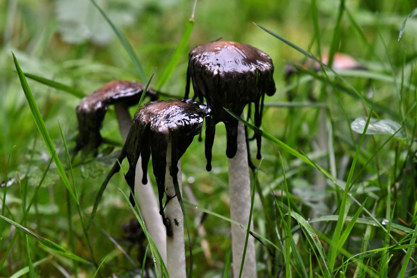 Nikon D500 sample photo. Mushrooms, fungi, forest photography