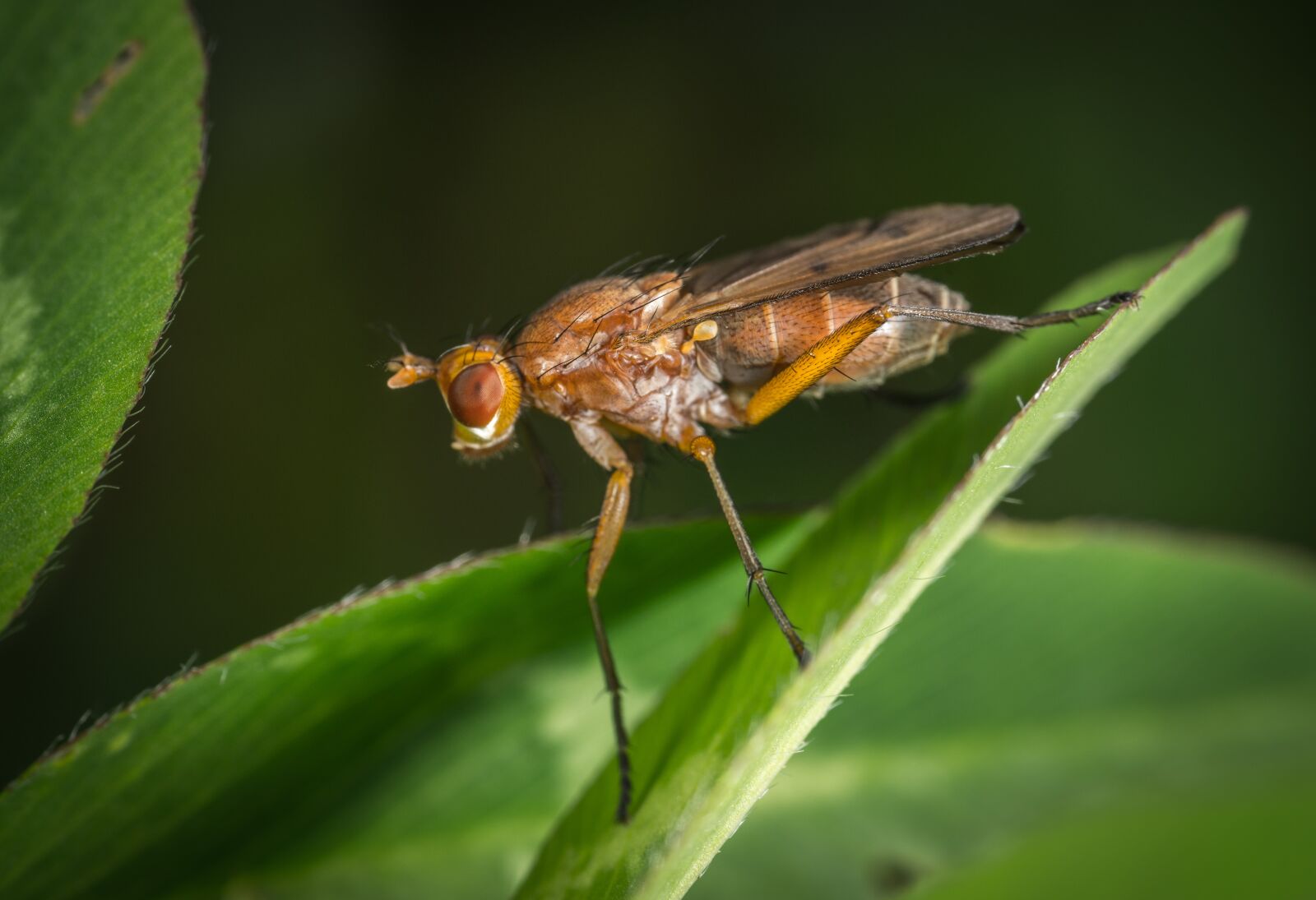 #124 65/2.8 sample photo. Insect, wing, fly photography