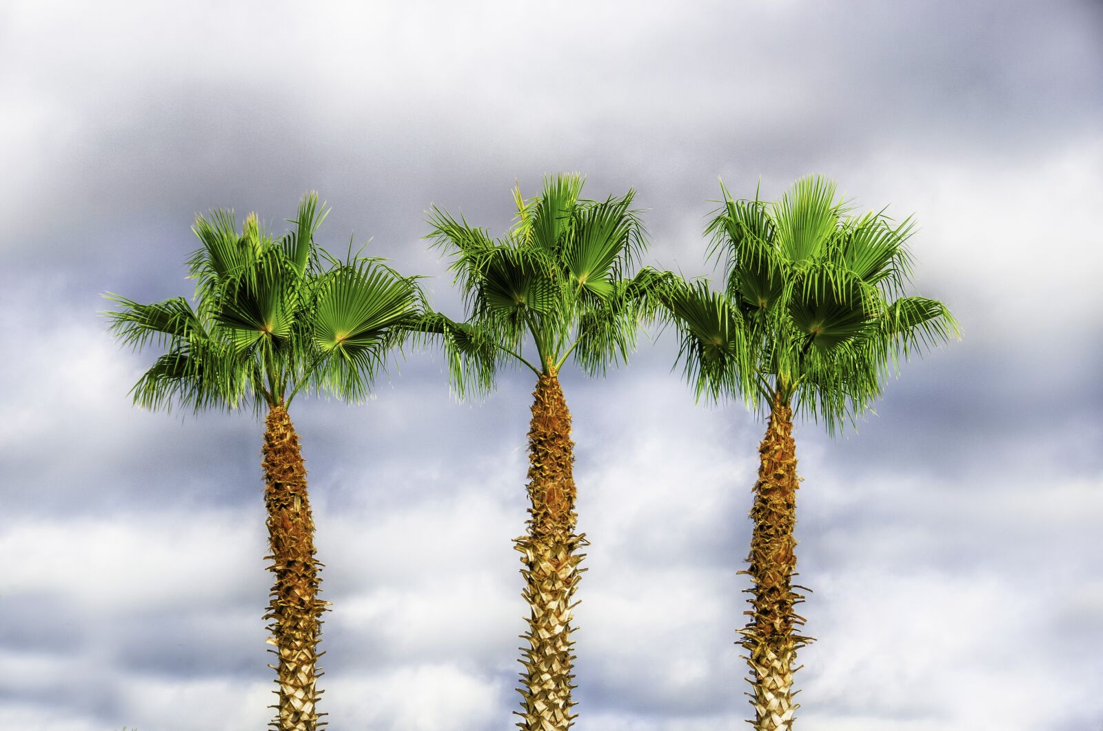 Nikon D7000 sample photo. Palm, trees, leaves photography