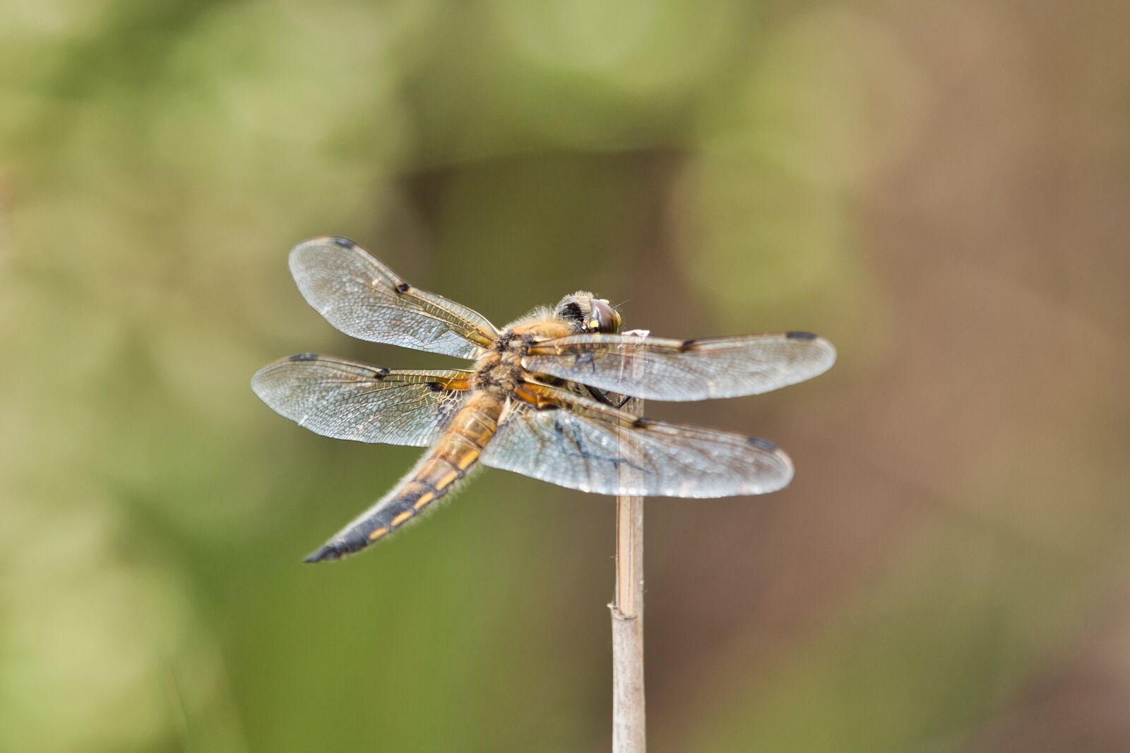 Panasonic Lumix DC-G9 sample photo. Dragonfly, macro, close up photography