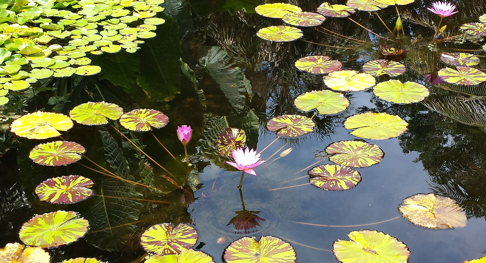 Samsung Galaxy S4 sample photo