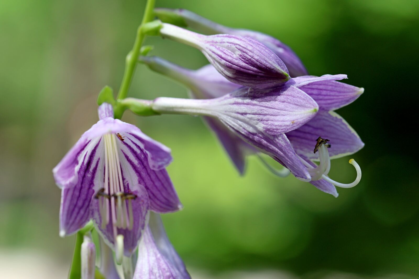 Canon EOS 7D Mark II sample photo. Vivian chu, plants, nature photography