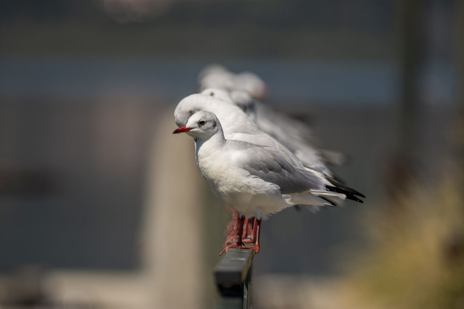 Nikon D7200 sample photo. Seagulls, bird, seagull photography