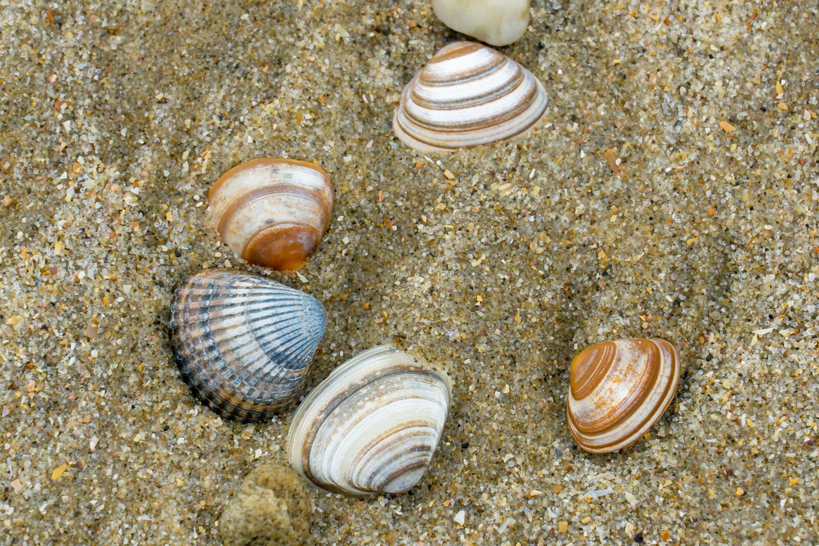 Sony a6000 + Sony E 18-135mm F3.5-5.6 OSS sample photo. Mussels, beach, sea photography