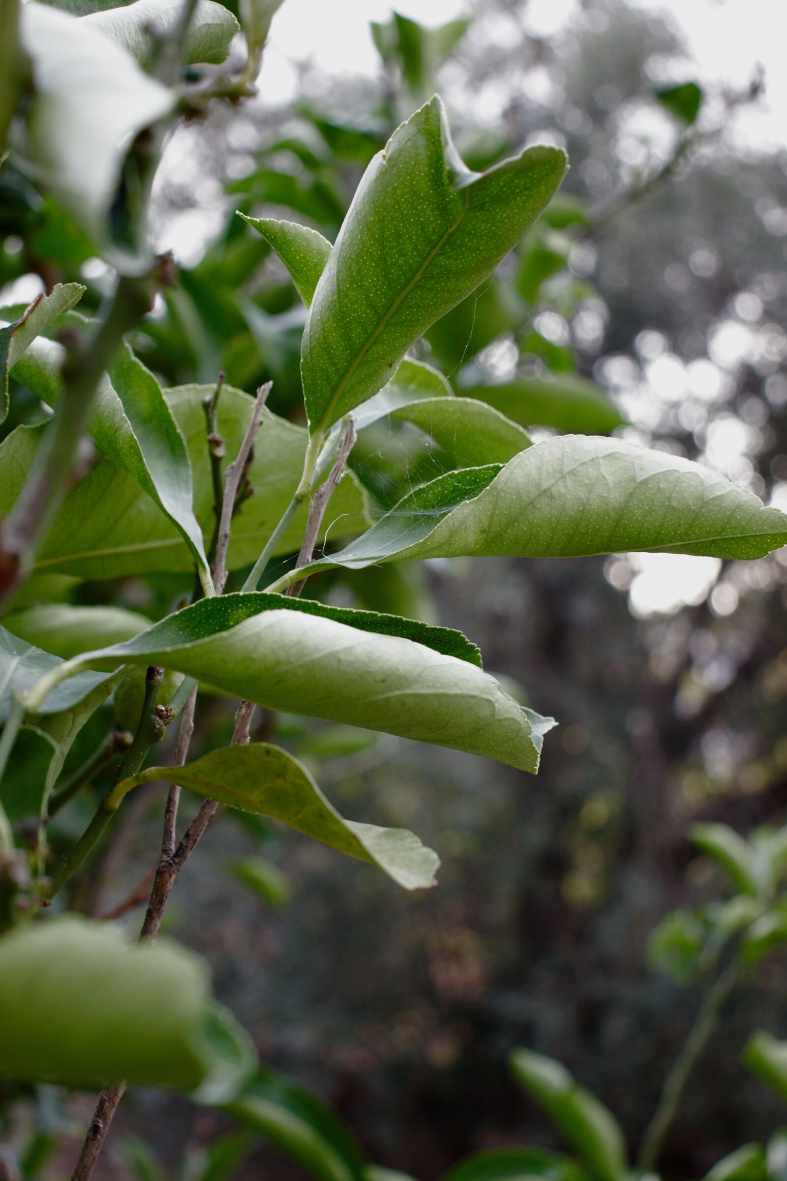 Canon EOS 800D (EOS Rebel T7i / EOS Kiss X9i) sample photo. Leaves, lemons, citrus trees photography