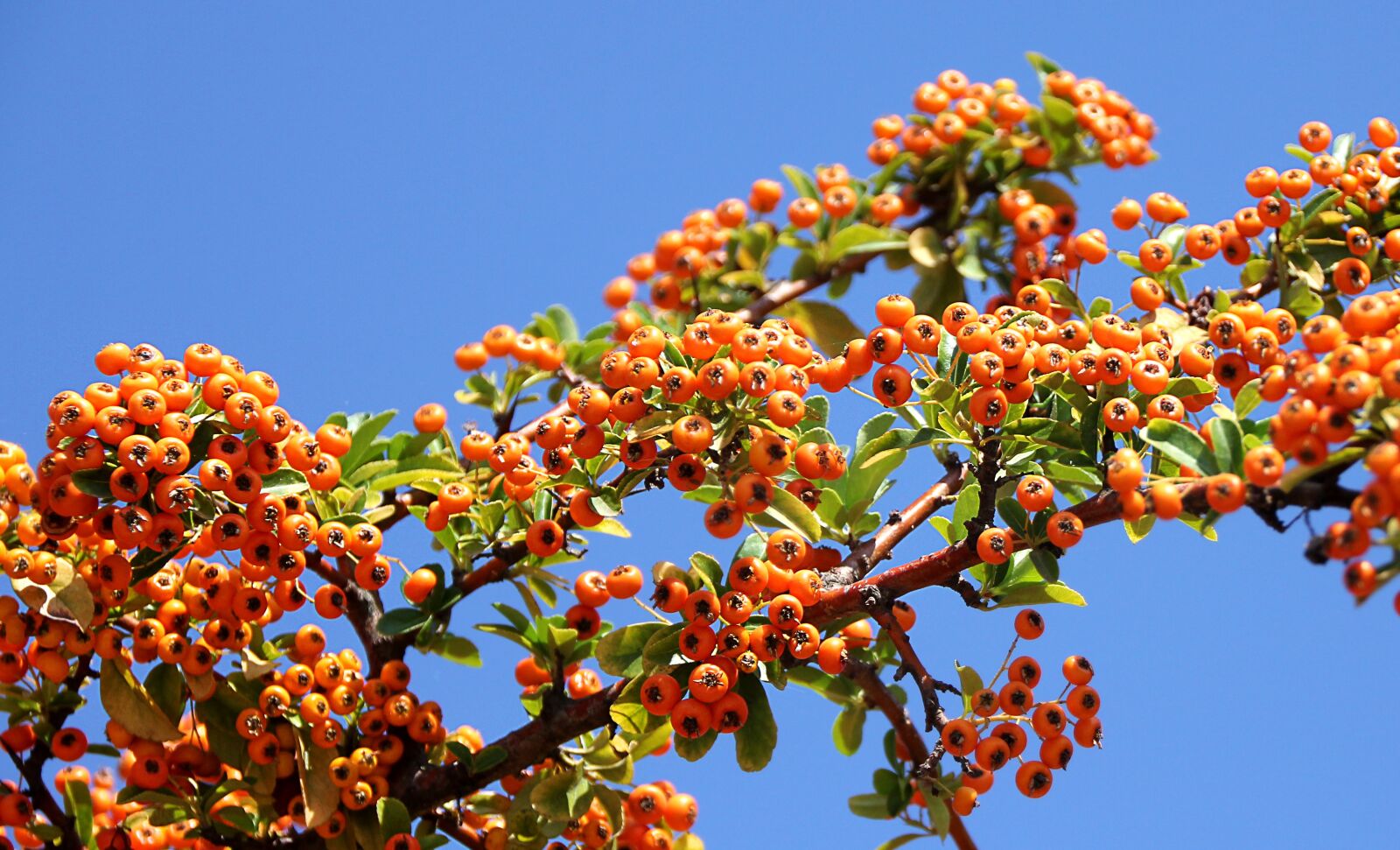 Canon EOS 550D (EOS Rebel T2i / EOS Kiss X4) sample photo. Sea buckthorn, plant, orang photography