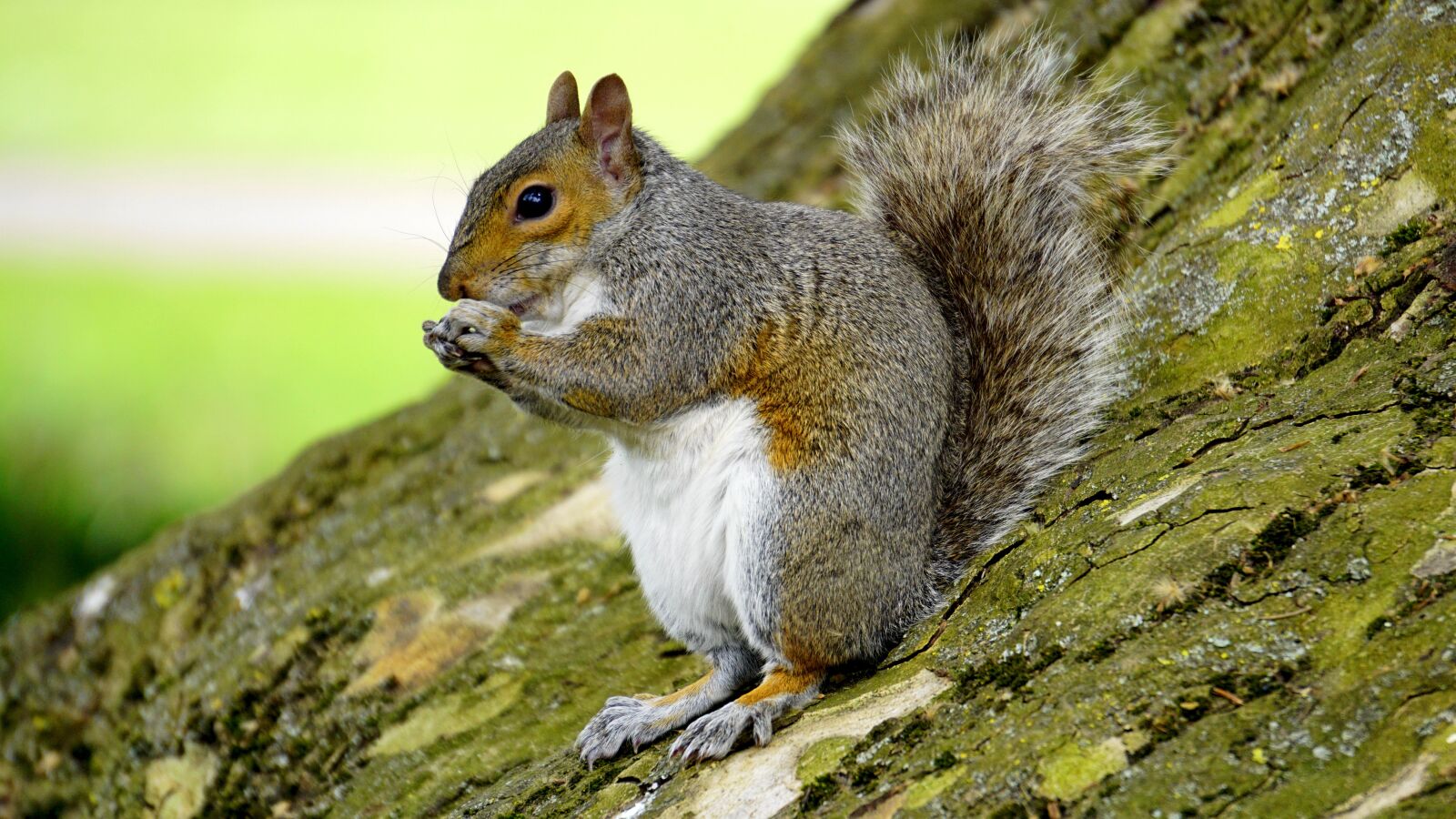 Sony E 55-210mm F4.5-6.3 OSS sample photo. Grey squirrel, wood, animal photography