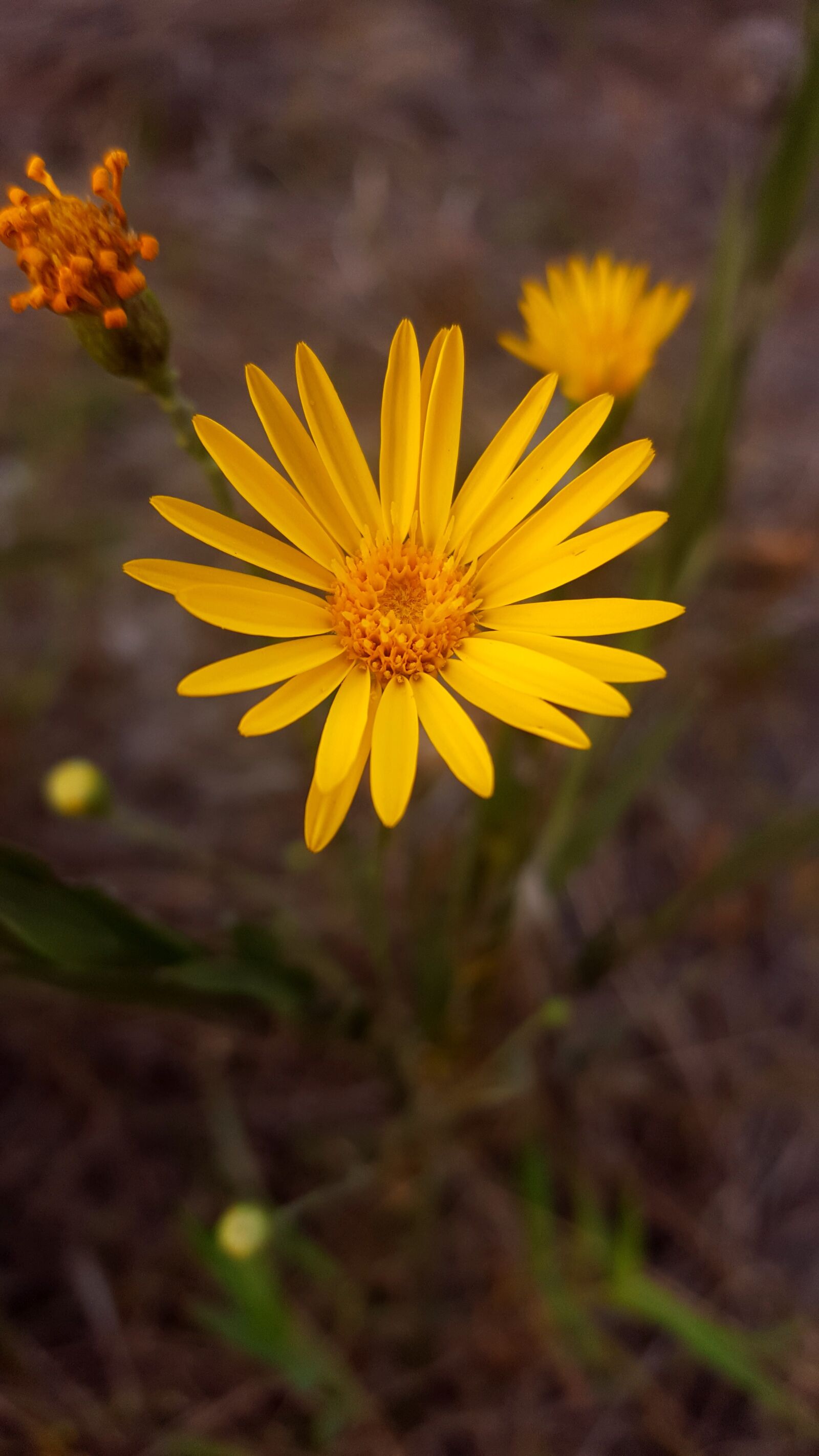 Samsung Galaxy S6 sample photo. Flower, yellow flower, nature photography