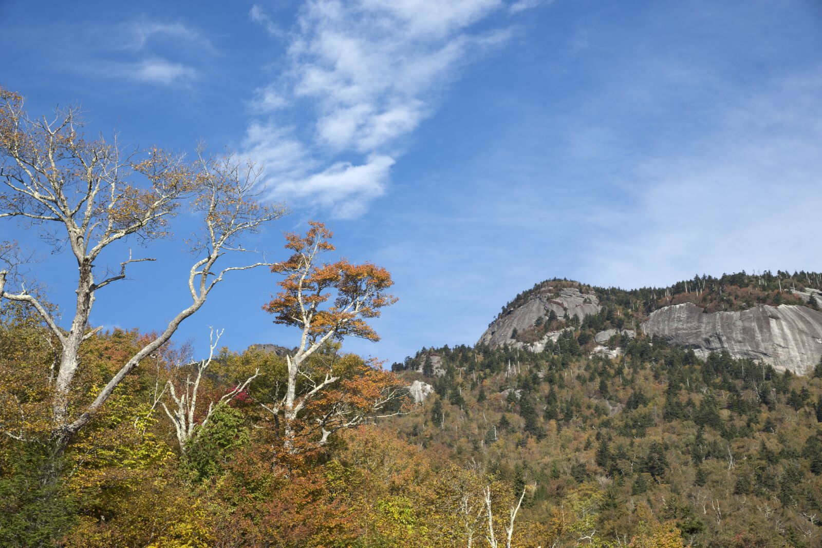 Nikon D610 sample photo. Autumn, fall leaves, season photography