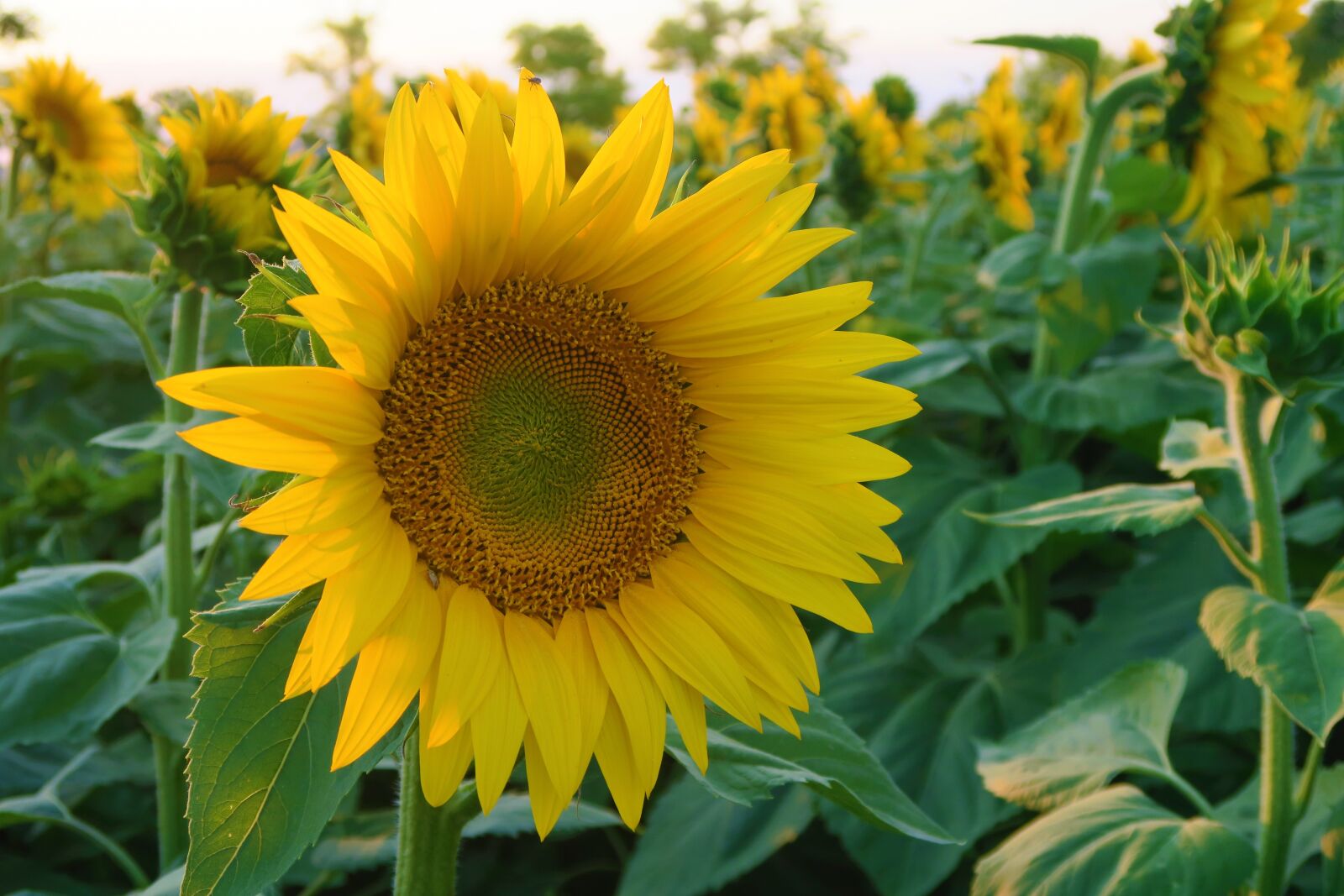 Canon PowerShot G7 X sample photo. Sunflower, plant, flower photography