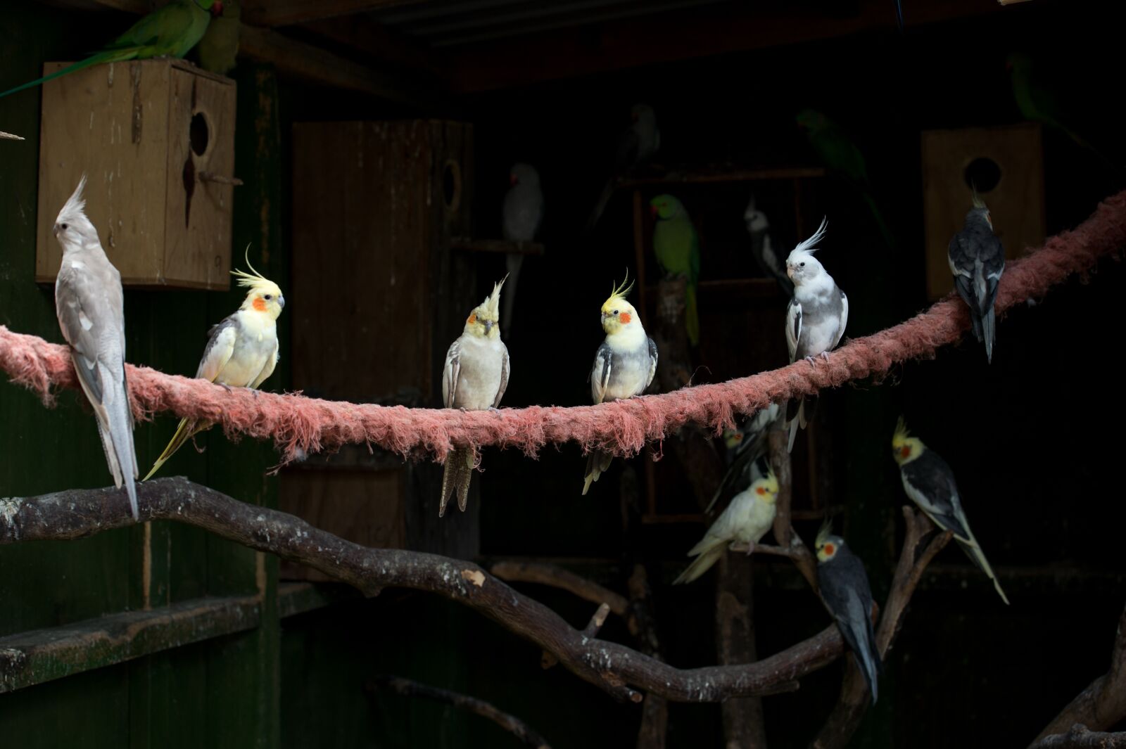Nikon Df sample photo. Cockatiel, cockatiels, birds photography
