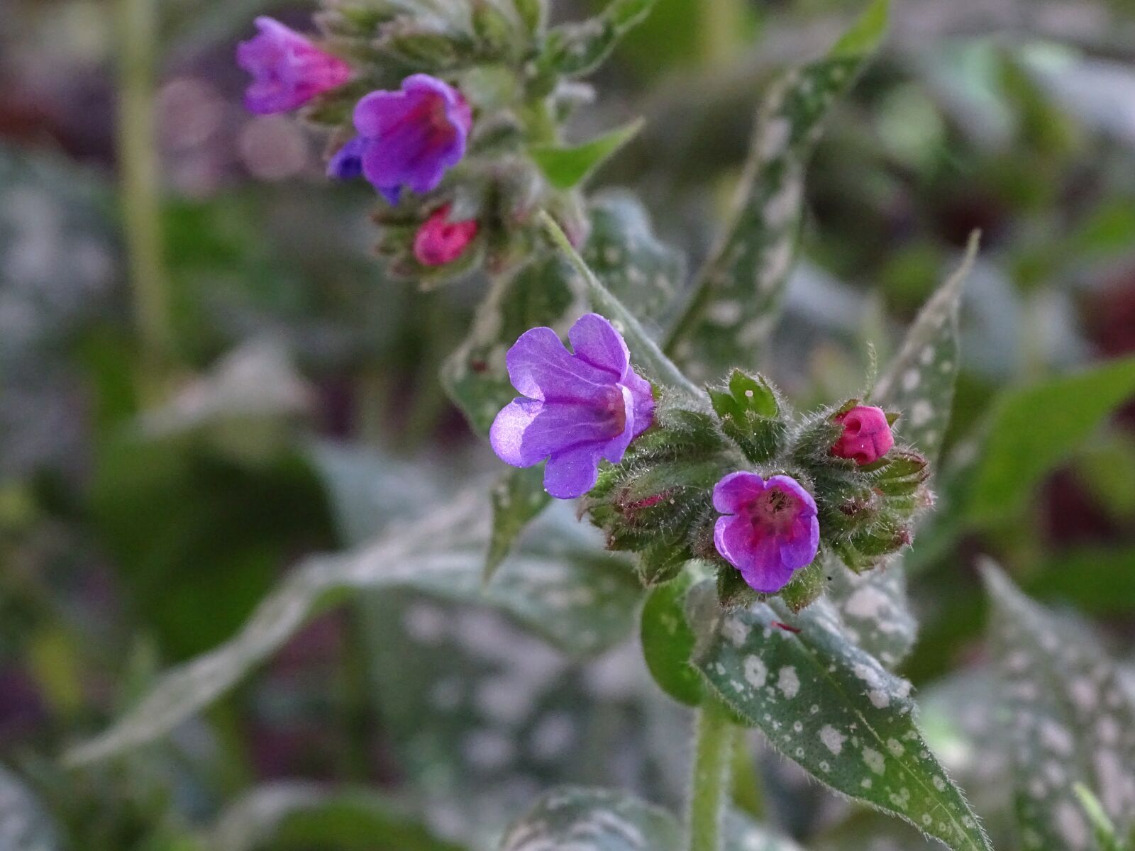 Sony Cyber-shot DSC-HX400V sample photo. Lungwort, spotted lungwort, the photography
