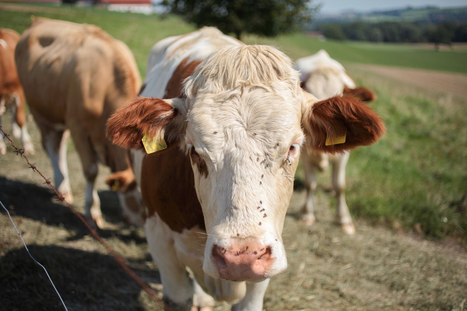 Canon EOS 5D Mark II sample photo. Cow, animal, cows photography