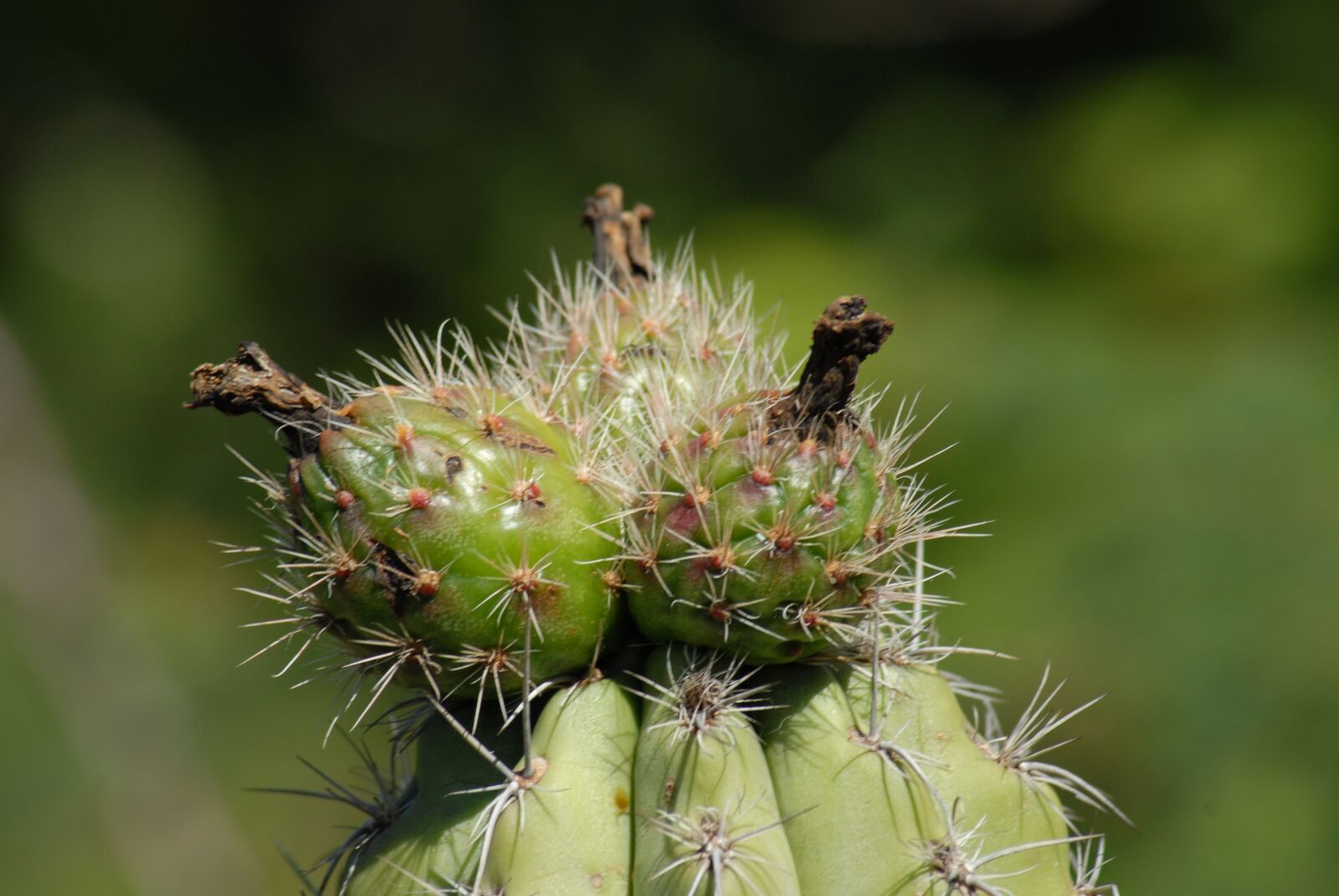 Nikon D200 sample photo. Pitaya, organo, nature photography