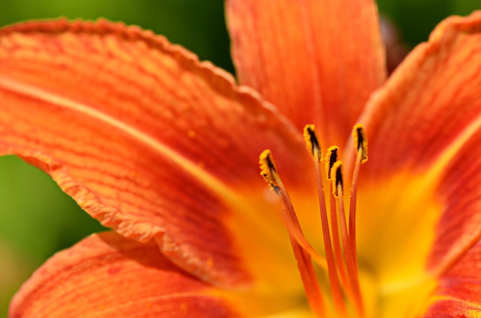 Nikon D5100 sample photo. Flower, colors, colorful photography