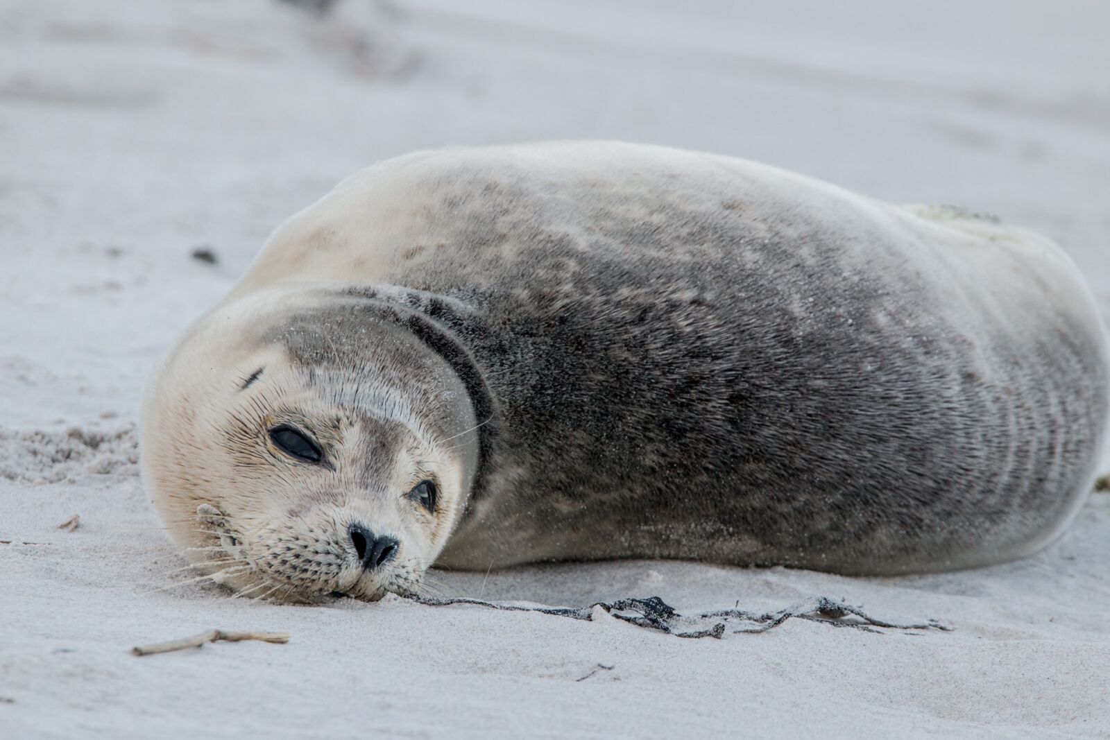 Canon EOS 70D + 150-600mm F5-6.3 DG OS HSM | Contemporary 015 sample photo. Robbe, grey seal, helgoland photography