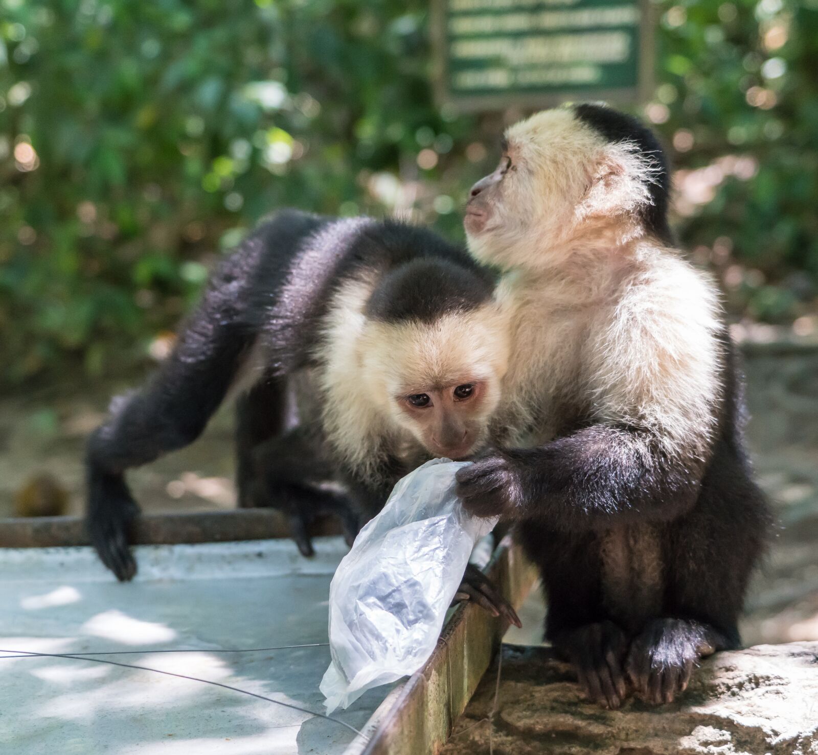 Sony a7R II + Sony FE 24-240mm F3.5-6.3 OSS sample photo. White-headed capuchin, monkeys, playing photography