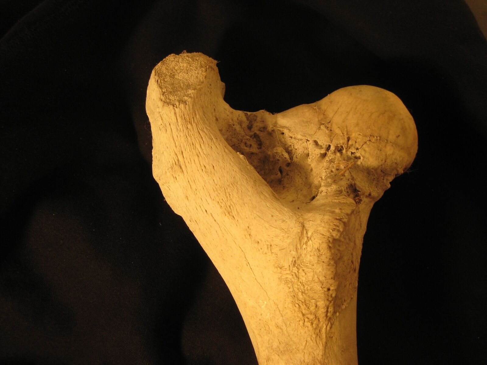 Canon PowerShot SD1100 IS (Digital IXUS 80 IS / IXY Digital 20 IS) sample photo. Bone, femur, anatomy photography