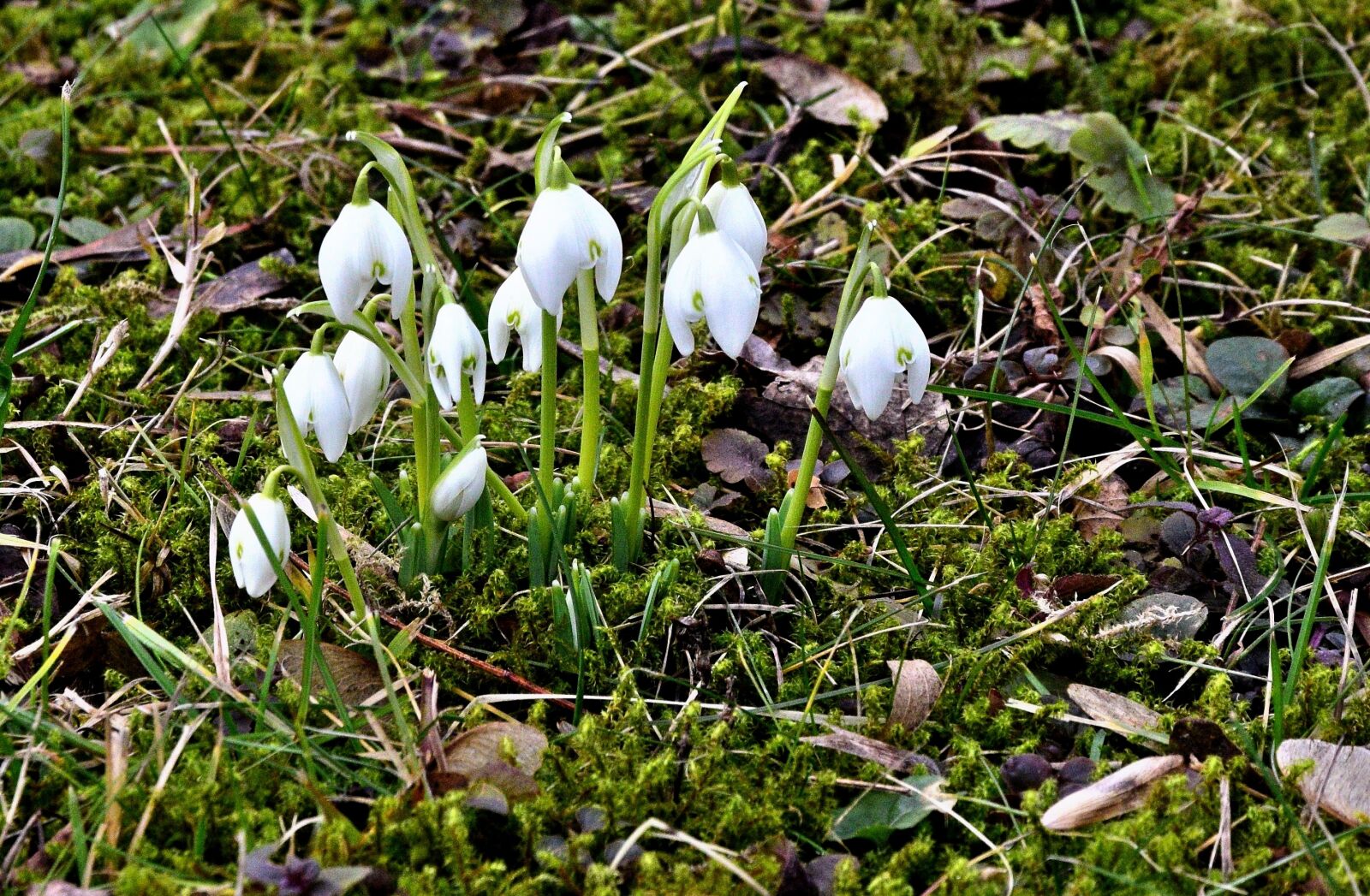 Nikon D3300 sample photo. First early blooming flowers photography
