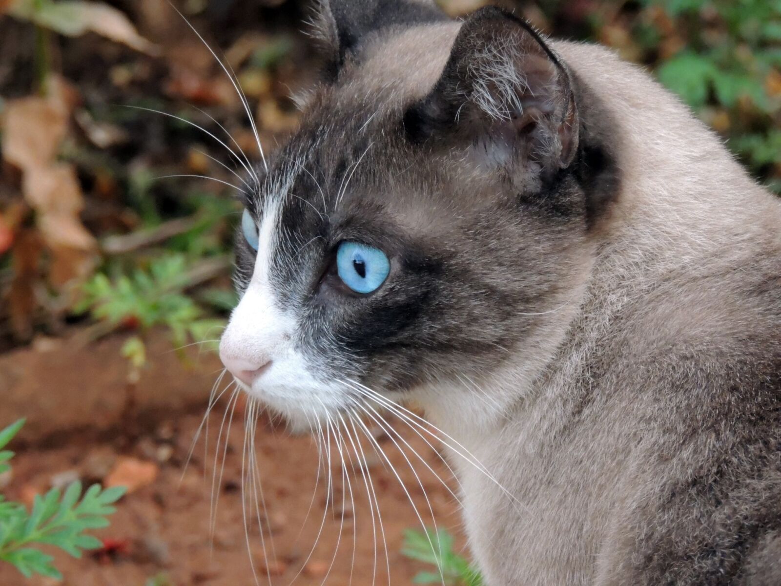 Nikon Coolpix P510 sample photo. Beautiful, blue, cat, eyes photography