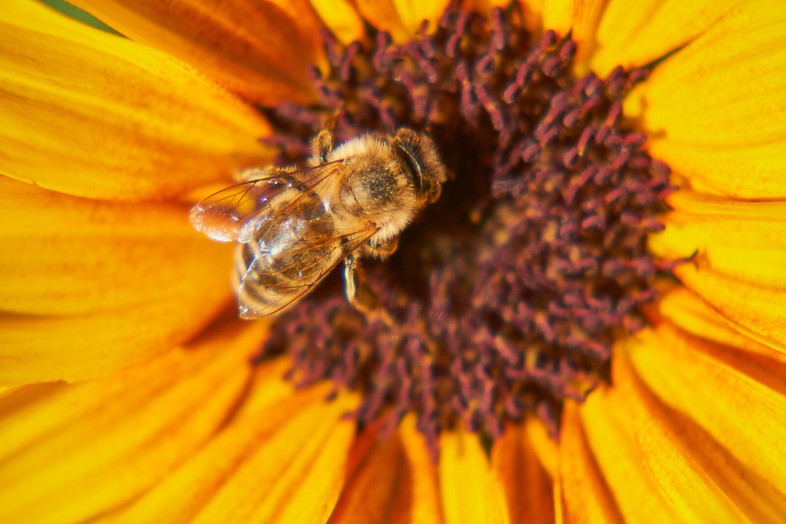 Sony E 55-210mm F4.5-6.3 OSS sample photo. Bee, wasp, insect photography