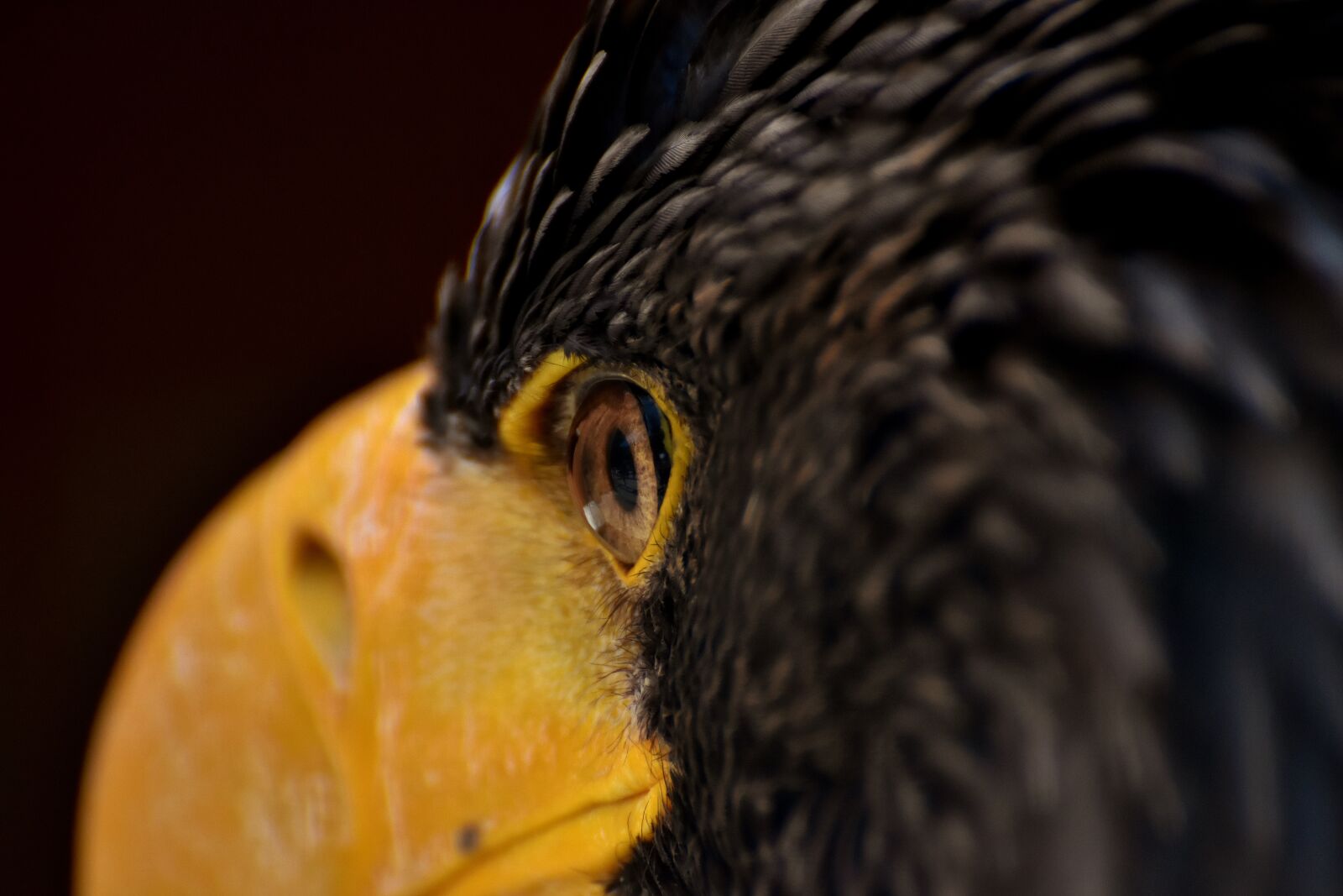 Nikon D7200 sample photo. Eagle eye, adler, eye photography