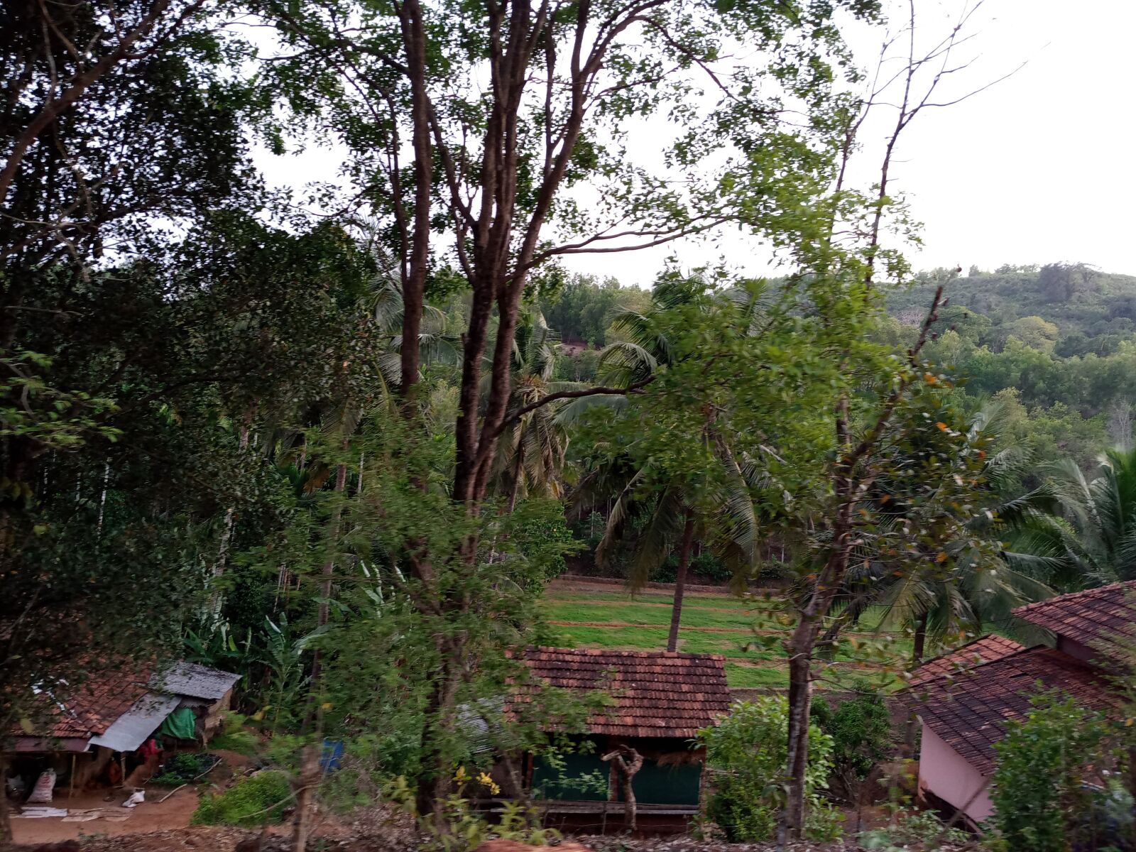 INFINIX MOBILITY LIMITED Infinix X650C sample photo. Beauty of nature, home photography