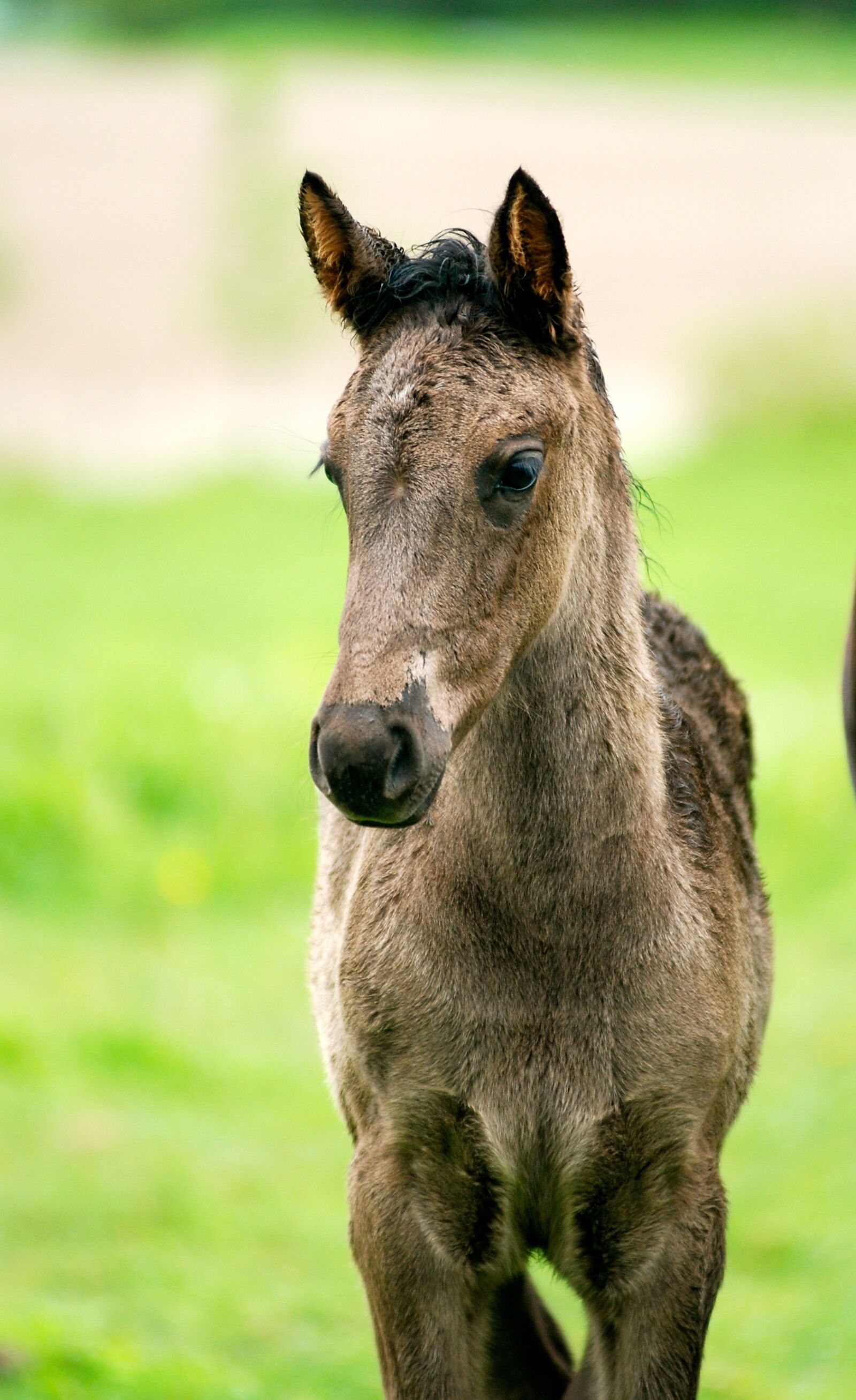Nikon D80 sample photo. Horse, colt, filly photography