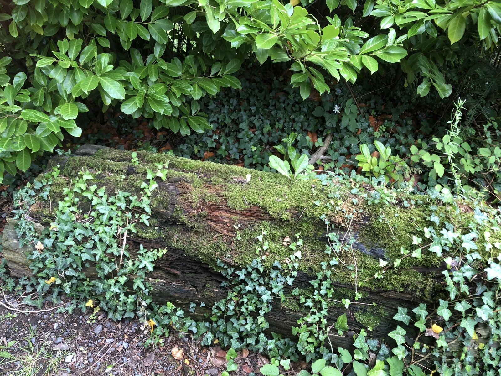 Apple iPhone 8 sample photo. Moss, ivy, forest photography