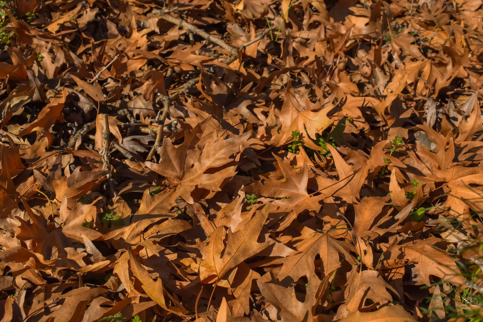 Nikon D3300 sample photo. Leaf, dry, nature photography