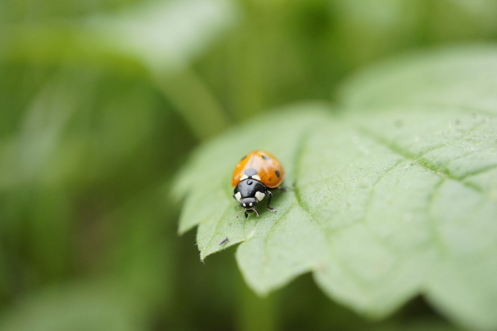 Sony E 30mm F3.5 Macro sample photo. Ladybug, insect, close up photography